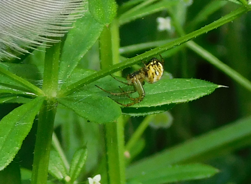 Mangora acalypha - réti keresztespók
