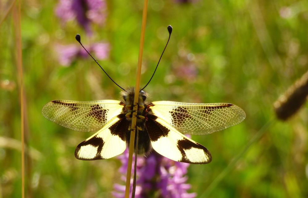 Libelloides macaronius - keleti rablópille