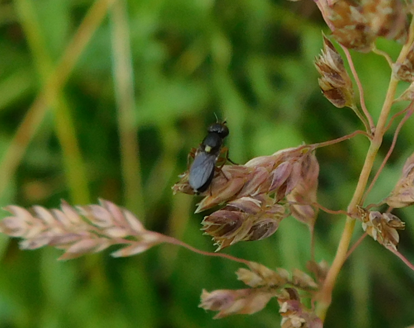 Chloropidae - gabonalegyek