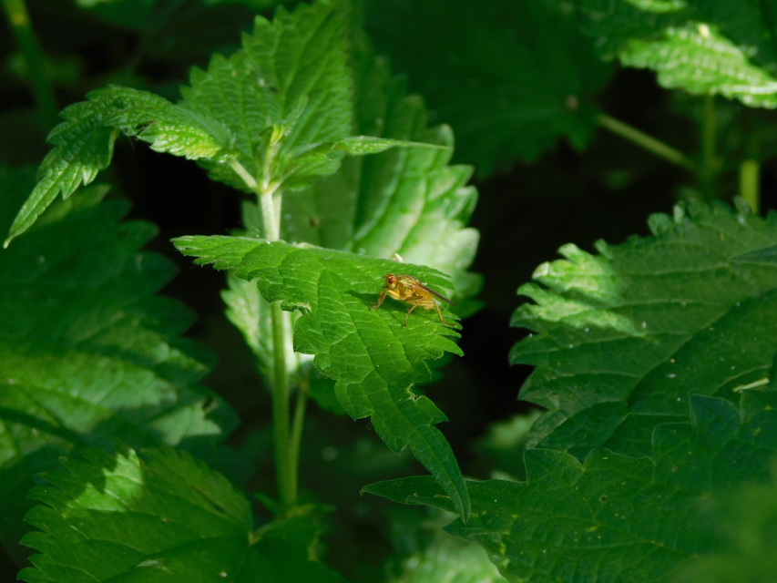 Scathophaga stercoraria - közönséges trágyalégy