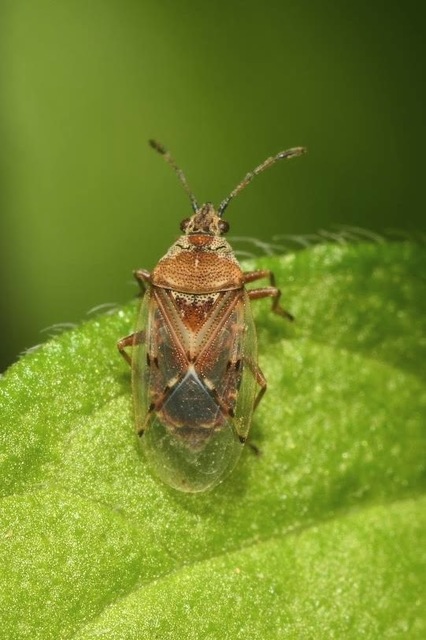 Kleidocerys resedae - nyírbodobács