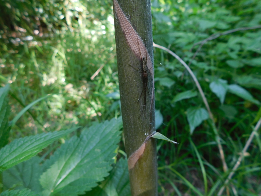 Tetragnatha Tetragnatha