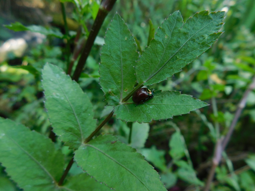 Chrysolina polita - réti mentalevelész