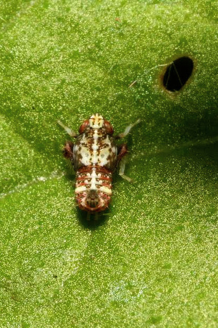 Orientus ishidae
