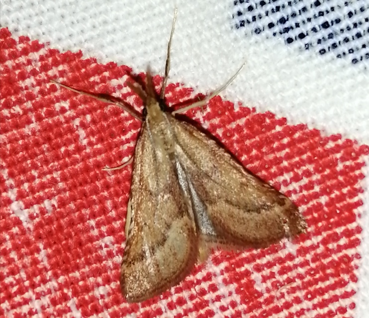 Synaphe punctalis - hosszúlábú fényilonca