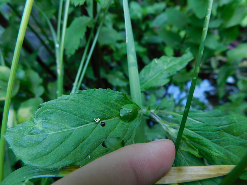 Cassida viridis - zöld pajzsbogár Cassida viridis - zöld pajzsbogár