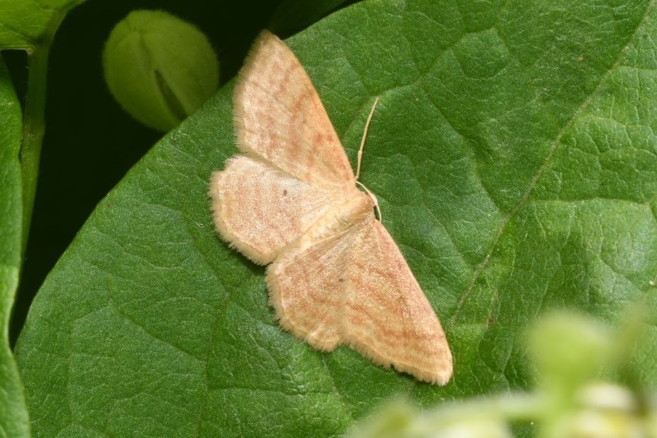 Idaea rufaria - vörhenyes sávosaraszoló