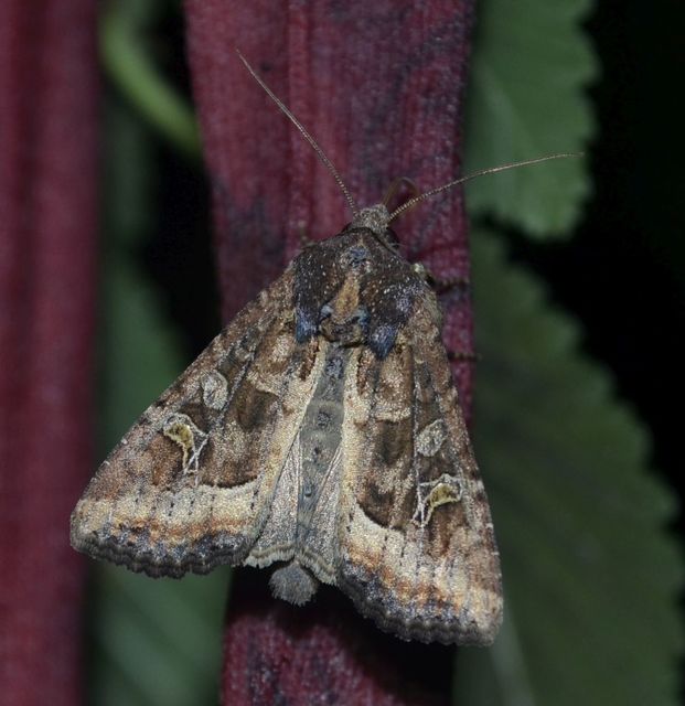 Helotropha leucostigma - mocsári nőszirombagoly