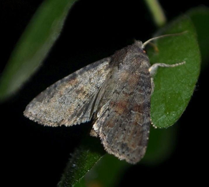 Parastichtis suspecta - sötét erdeibagoly