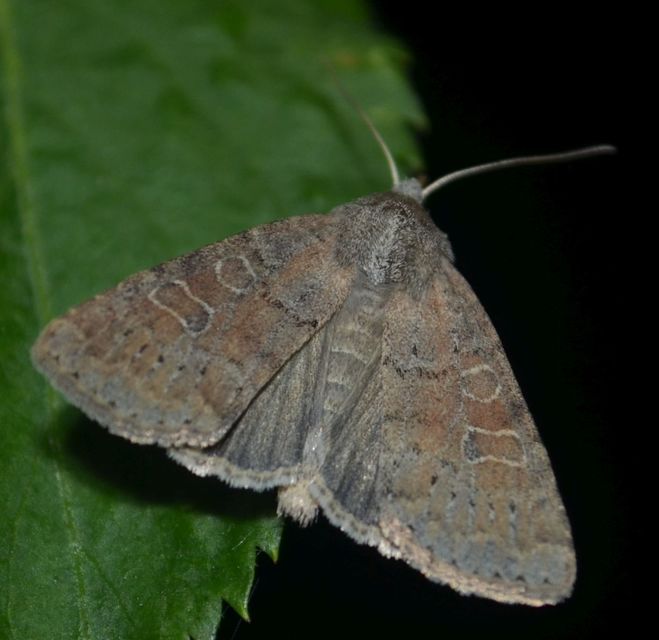 Parastichtis suspecta - sötét erdeibagoly