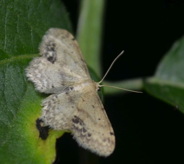 Idaea dimidiata - gyakori apróaraszoló