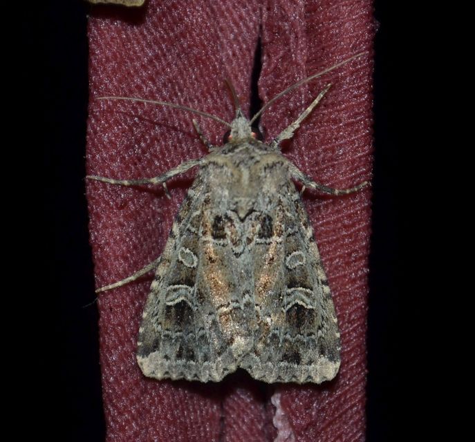 Naenia typica - hálózatos sóskabagoly