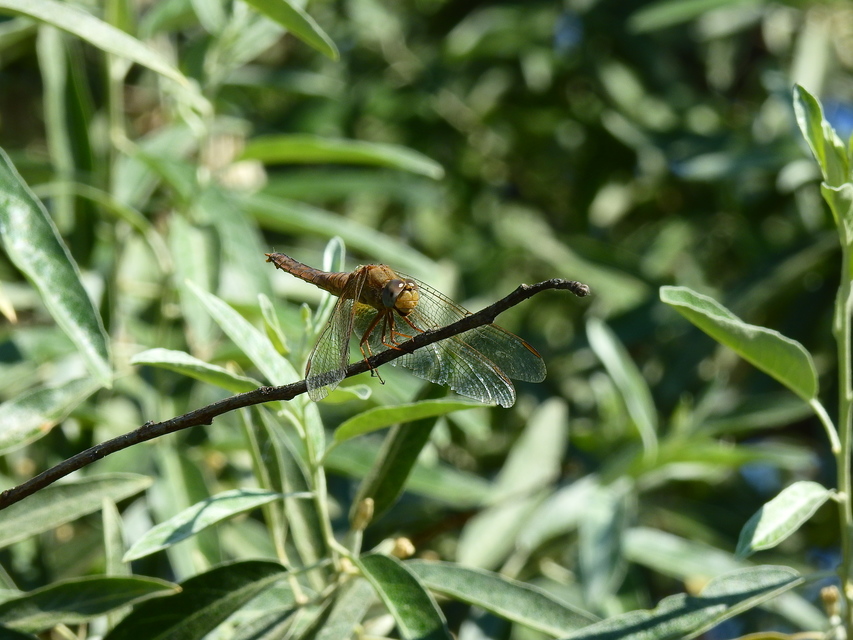 Crocothemis erythraea - skarlát szitakötő