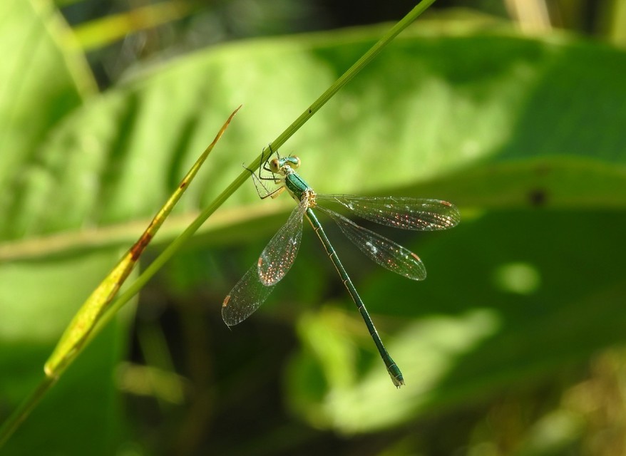 Lestes virens vestalis - kis rablószitakötő
