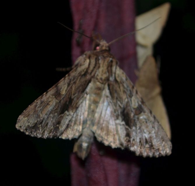 Apamea monoglypha - nagy dudvabagoly