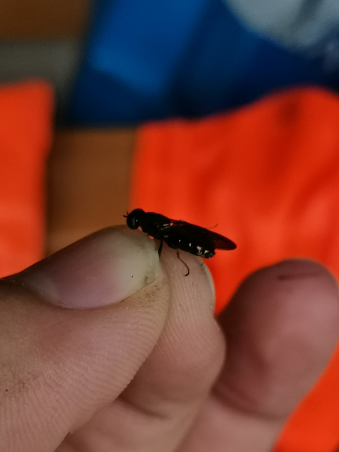Chloromyia