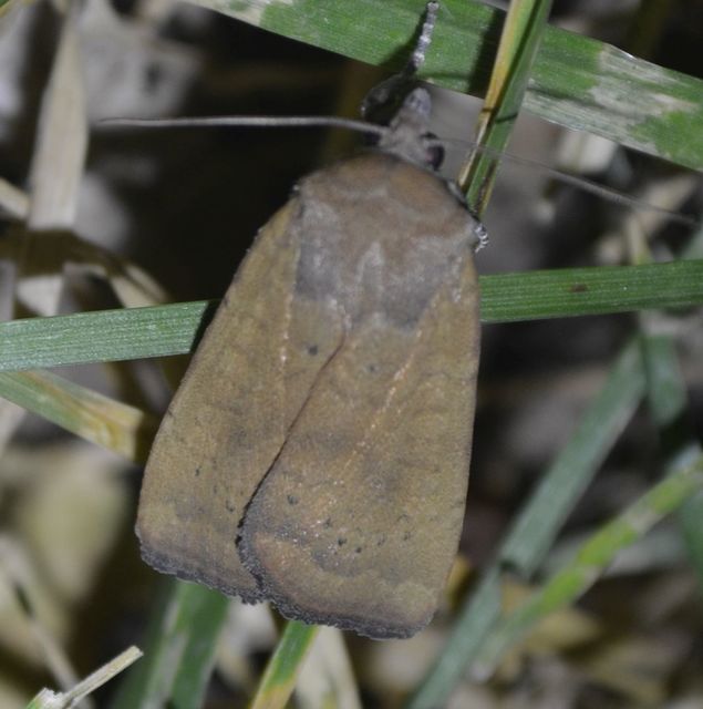 Noctua interjecta - zömök sárgafűbagoly