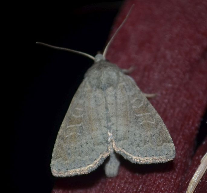 Parastichtis suspecta - sötét erdeibagoly