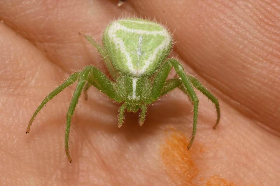 Heriaeus graminicola/hirtus
