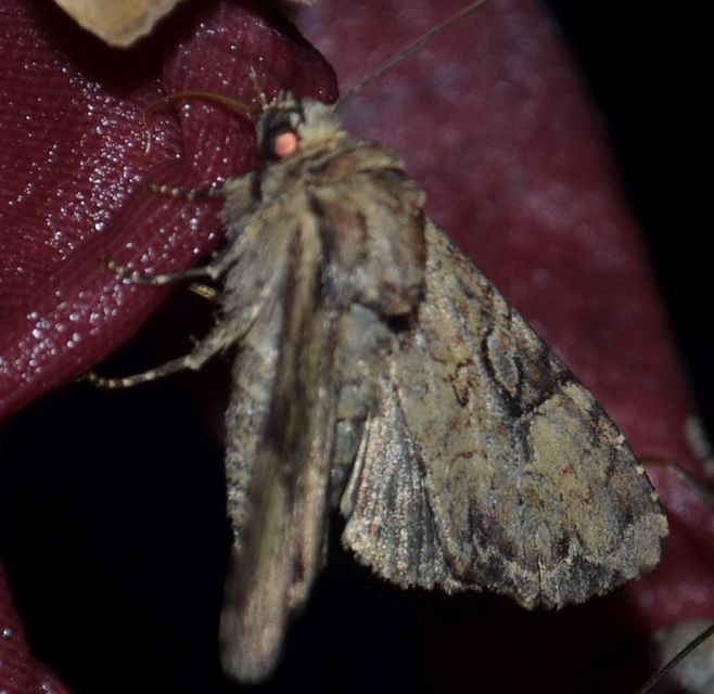 Apamea epomidion - vörösbarna dudvabagoly