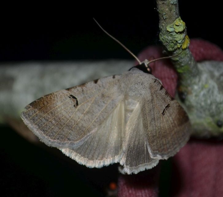 Lygephila craccae - gyakori csüdfűbagoly