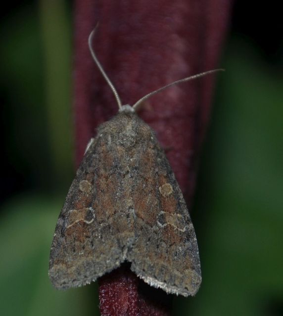 Parastichtis suspecta - sötét erdeibagoly