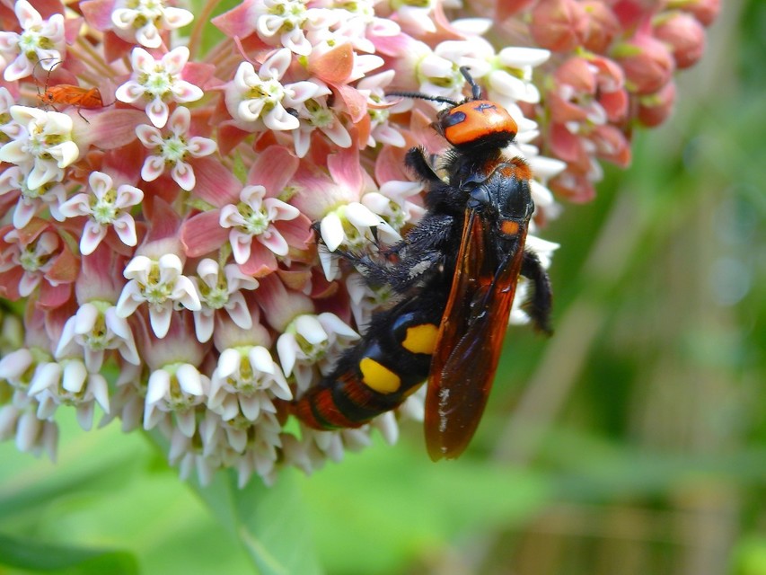 Megascolia maculata - óriás-tőrösdarázs