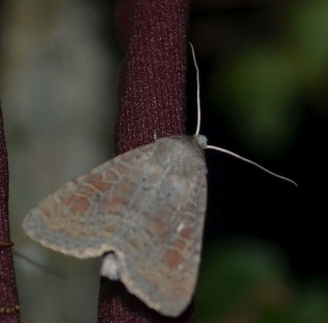 Parastichtis suspecta - sötét erdeibagoly