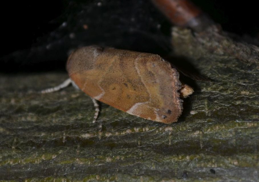 Cosmia affinis - barna lombbagoly