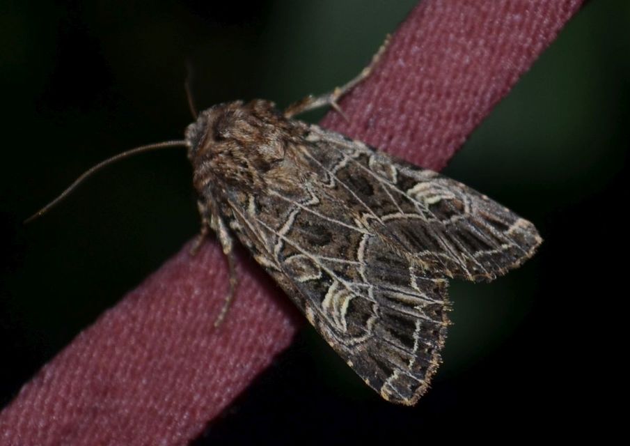 Heliophobus reticulata - fehéreres kertibagoly