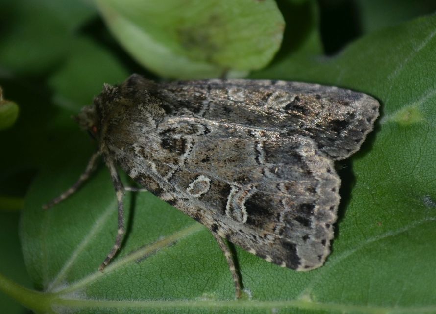 Naenia typica - hálózatos sóskabagoly