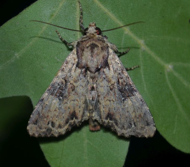 Apamea epomidion - vörösbarna dudvabagoly