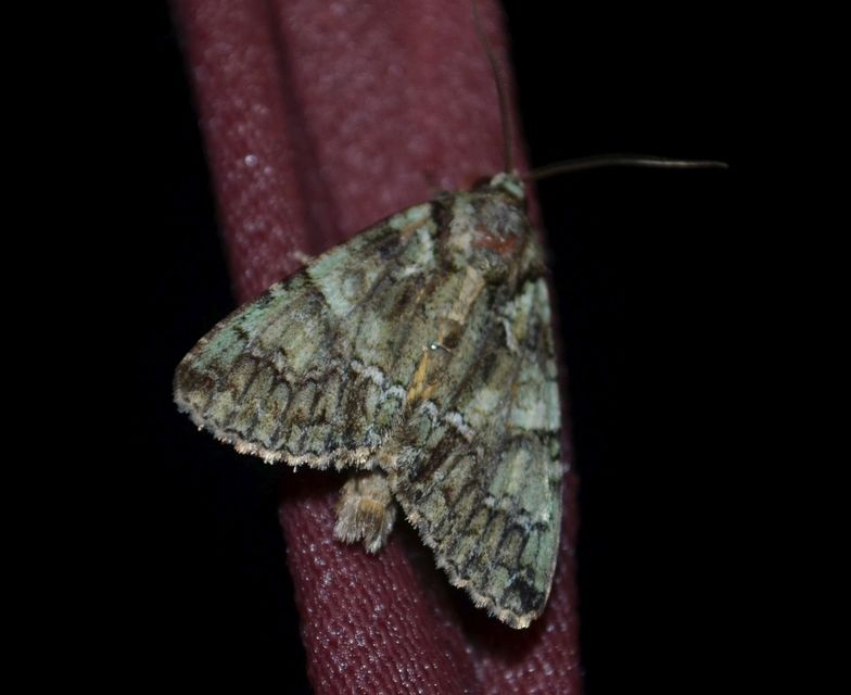 Polyphaenis sericata - selyemfényű erdeibagoly