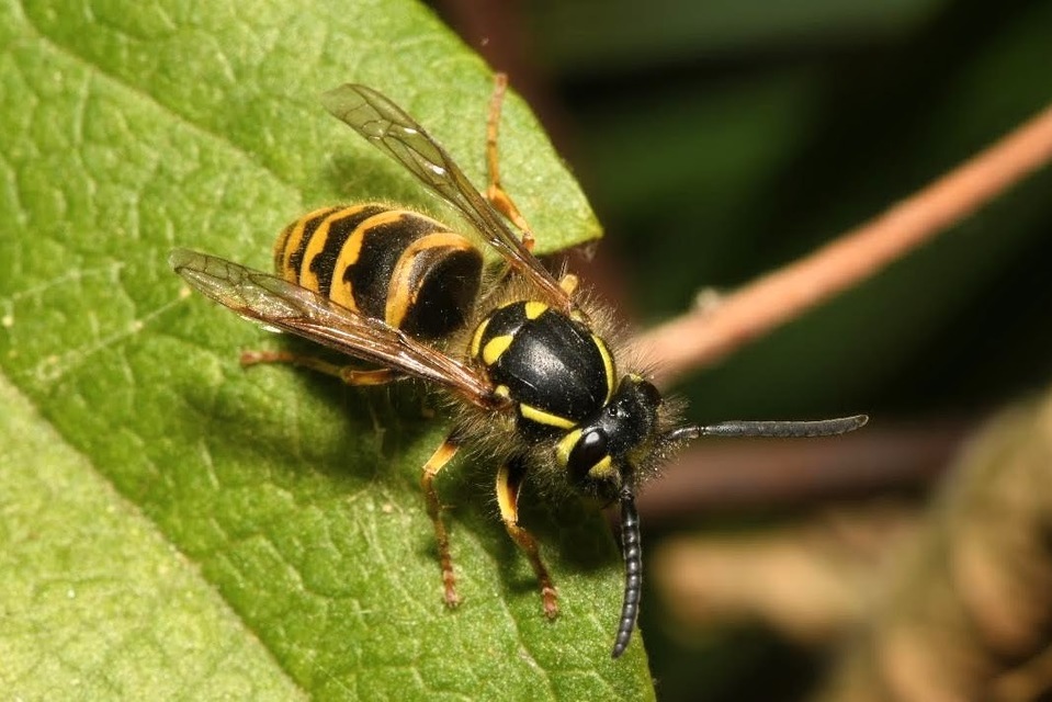 Vespula vulgaris - kecskedarázs
