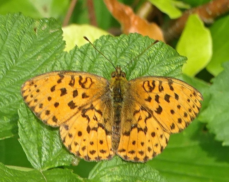 Brenthis daphne - málna-gyöngyházlepke