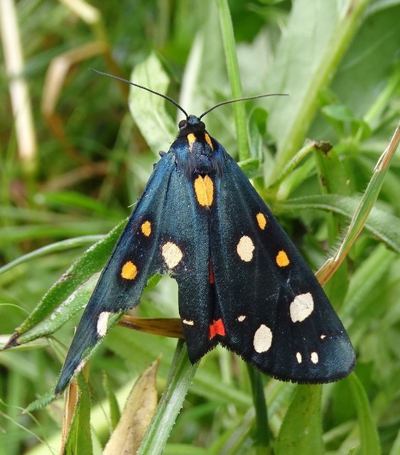 Callimorpha dominula - fémes medvelepke