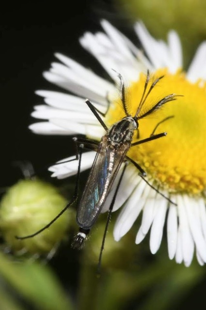 Ochlerotatus geniculatus - díszes szúnyog
