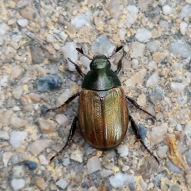 Anomala dubia - kis fináncbogár