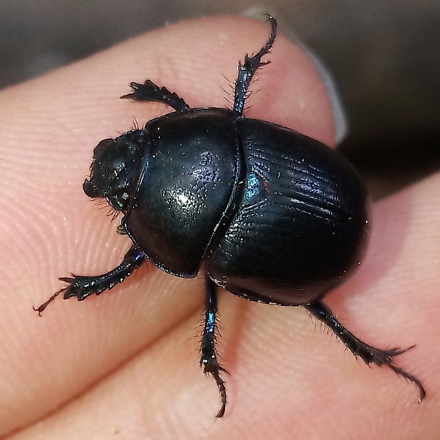 Anoplotrupes stercorosus - erdei álganéjtúró