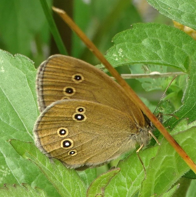 Aphantopus hyperanthus - közönséges ökörszemlepke
