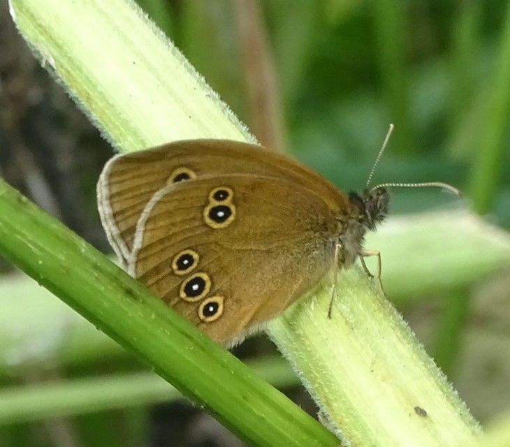 Aphantopus hyperanthus - közönséges ökörszemlepke