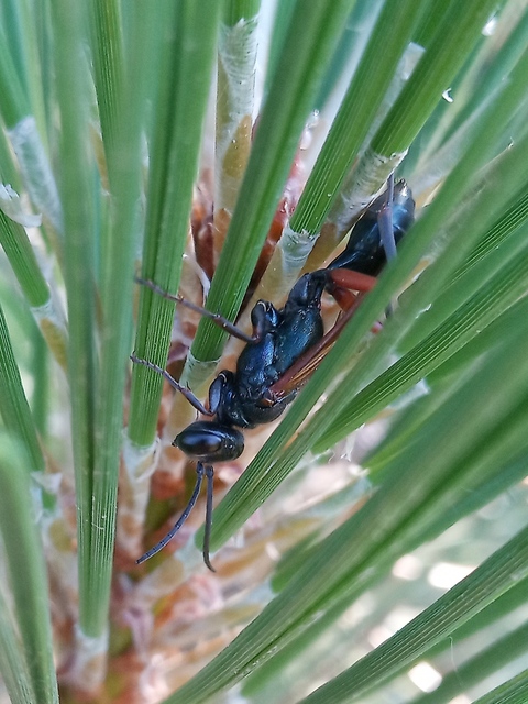 Chalybion femoratum - acélkék lopódarázs