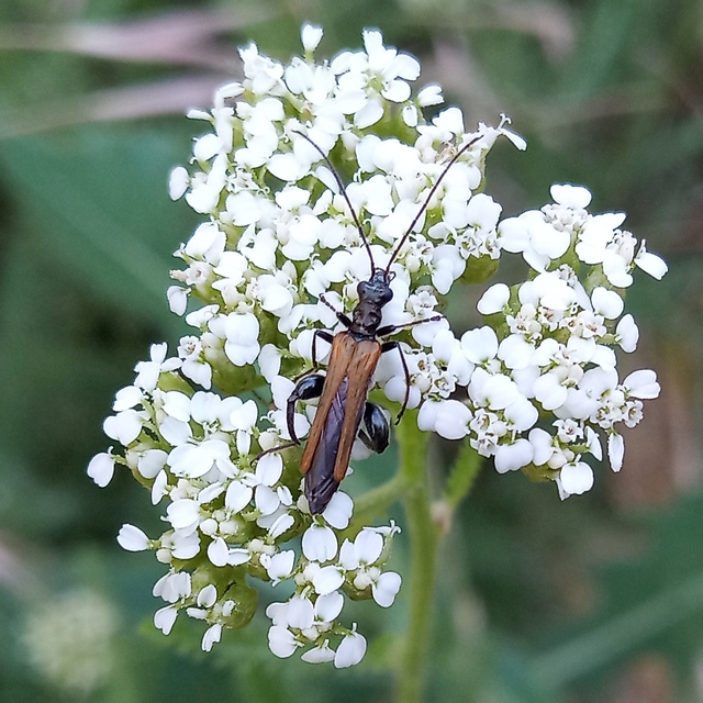 Oedemera femorata - sárgahátú álcincér