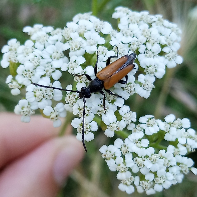 Stictoleptura fulva - vörhenyes virágcincér