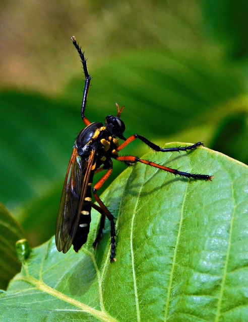Molobratia teutonus