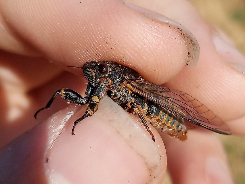 Cicadetta montana