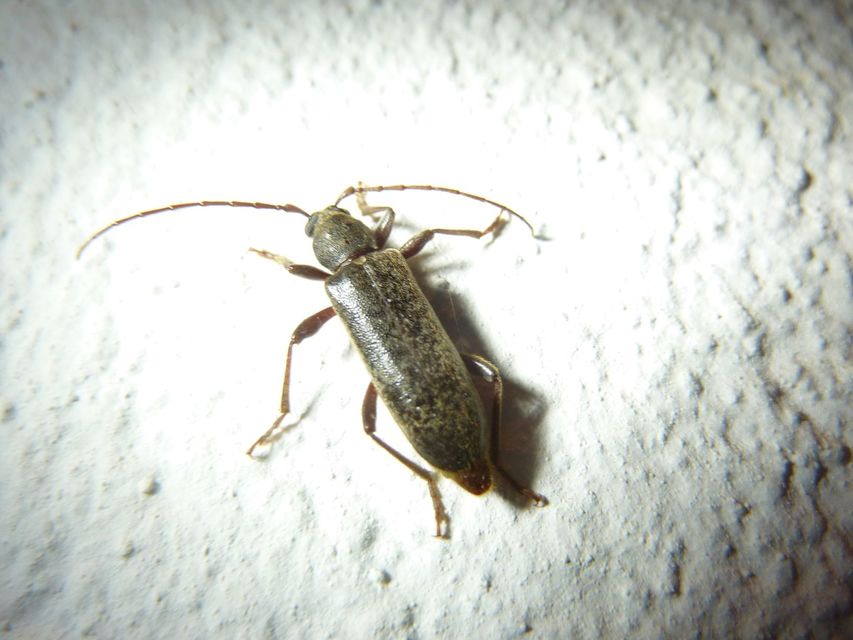 Trichoferus campestris - szállóvendég éjicincér