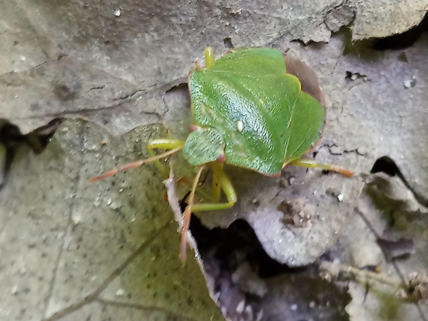 Palomena prasina - zöld bogyómászó-poloska Palomena prasina - zöld bogyómászó-poloska