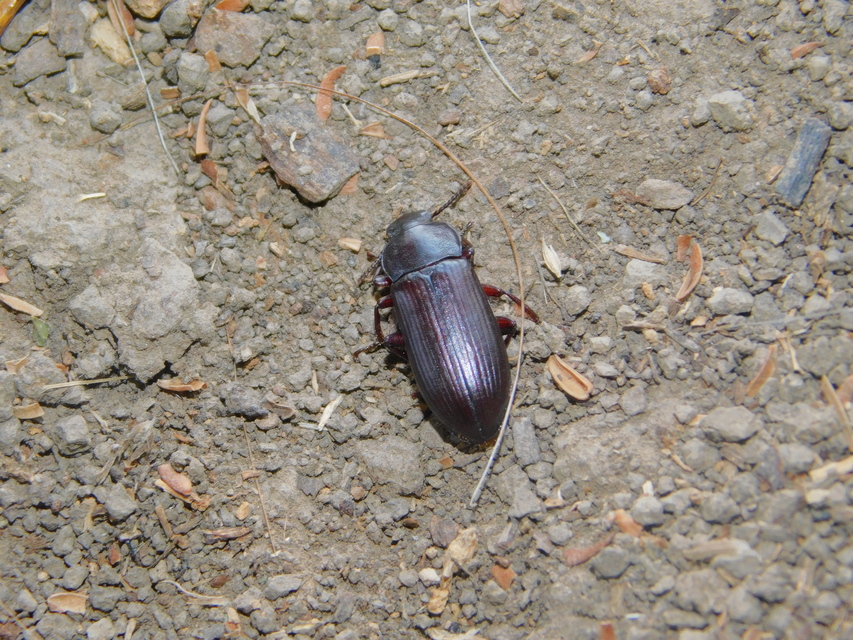 Tenebrio molitor - közönséges lisztbogár