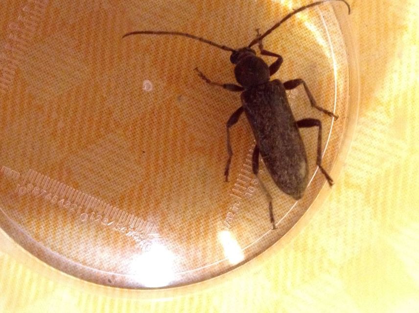 Trichoferus campestris - szállóvendég éjicincér